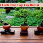 4 Cách phân loại cây bonsai : Tình trạng cây, kích thước và dáng thế