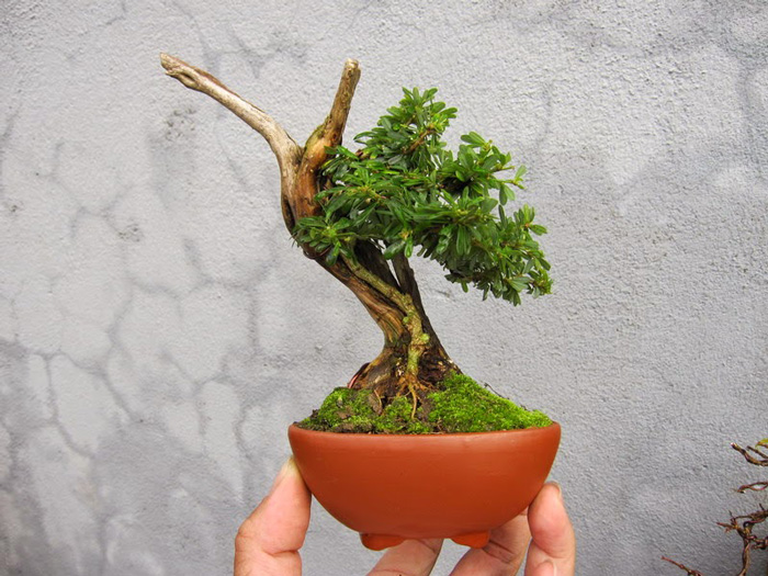 cây bonsai cỡ nhỏ