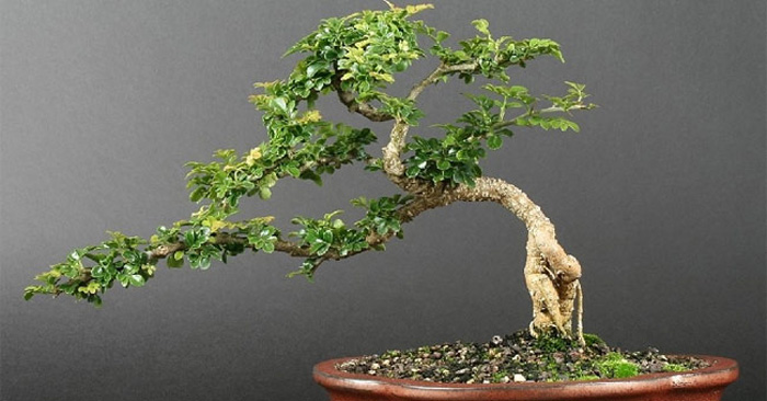 Cây bonsai cỡ vừa