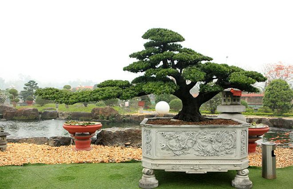 cây bonsai khổng lồ