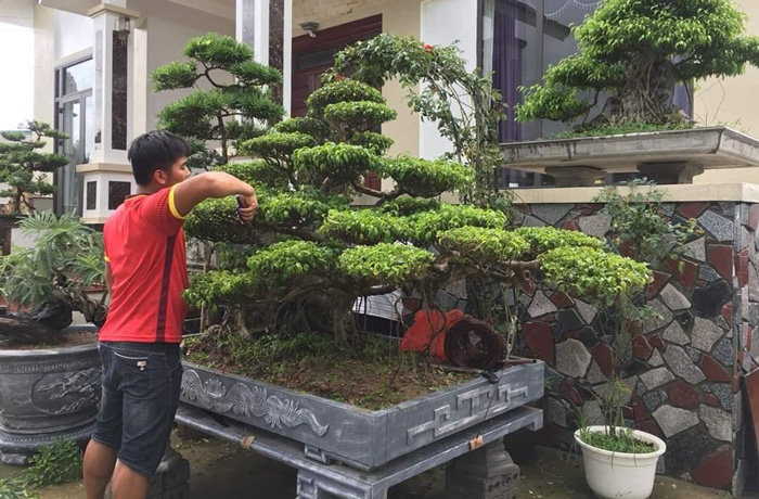 phương pháp chăm sóc vây bonsai
